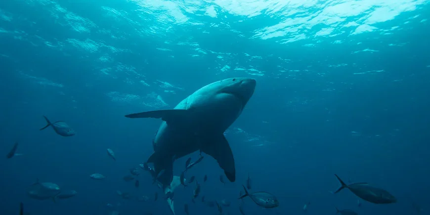 Witte haai die zwemt in de wateren van Zuid-Australië