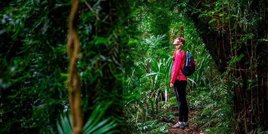 Vrouwen die Lamington National Park in Australië verkennen