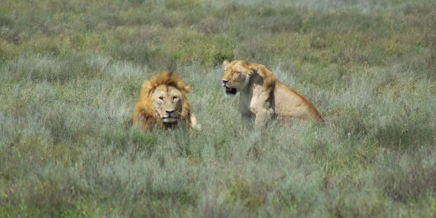 Leeuw en leeuwin in de Serengeti