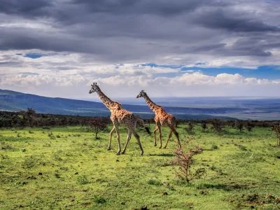 Twee giraffen lopen in de Serengeti