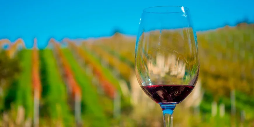 Een glas rode wijn met uitzicht op de wijngaarden van Waiheke Island