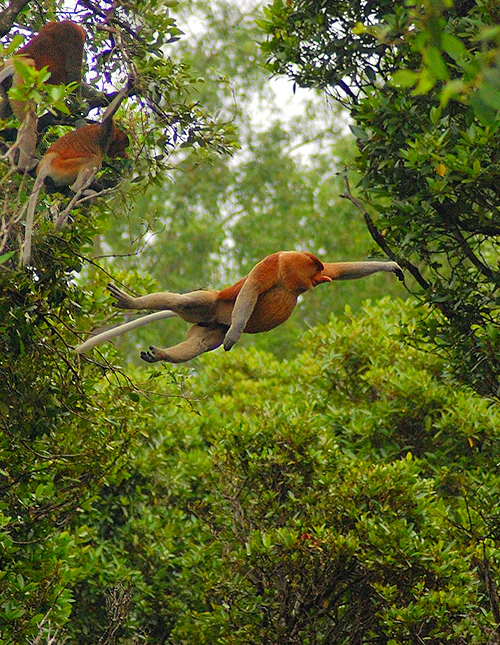 De neusapen, een endemische soort die alleen op het eiland Borneo voorkomt.
