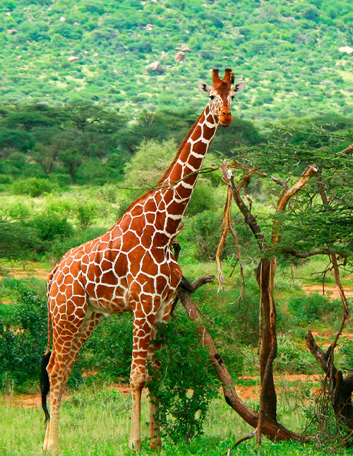 Een giraf staat tussen de groene bomen in de Afrikaanse wildernis