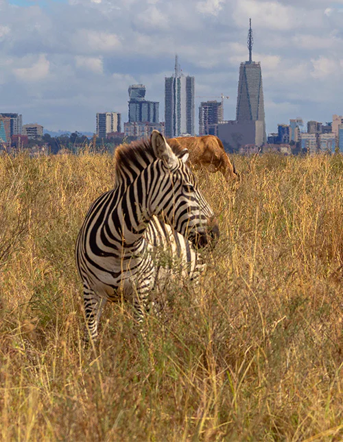 Een zebra staat in het hoge gras met de skyline van Nairobi op de achtergrond