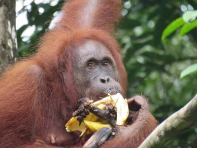 Orang-oetan in het Semenggoh Wildlife Centre