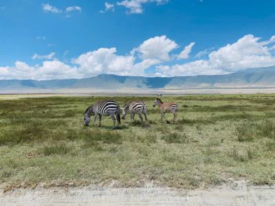 Zebra's in Ngorongoro