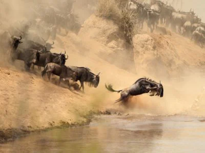Gnoes steken tijdens de Grote Trek de Mara-rivier over