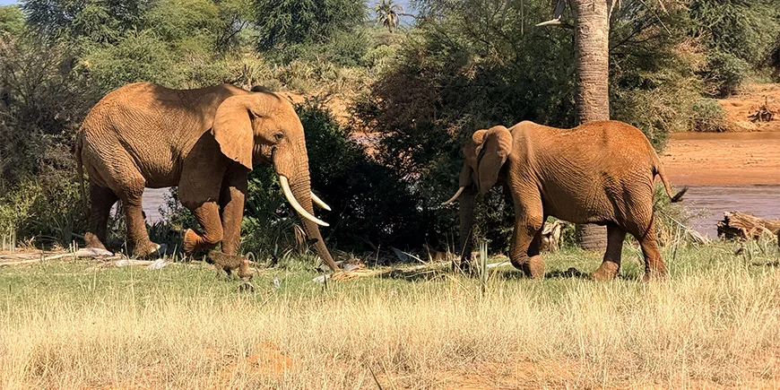 Olifanten en bavianen in Samburu nationaal park in Kenia