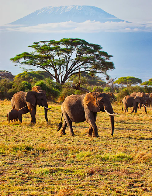 een grote kudde olifanten die door het nationaal park Amboseli in Kenia trekt