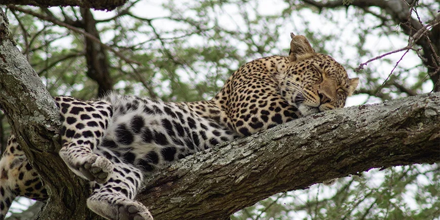 Een luipaard in een boom tijdens een safari in Tanzania