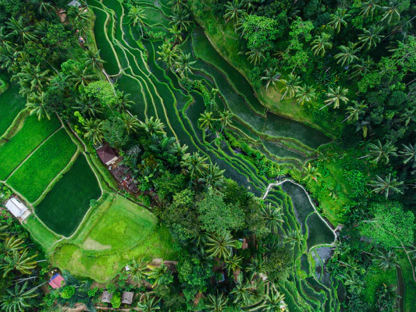 Prachtige, weelderig groene rijstterrassen op Bali, gezien van bovenaf
