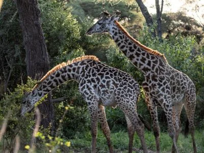 Twee giraffen in Tarangire