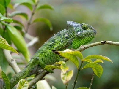 Furcifer verrucosus te midden van weelderig groen op Madagaskar
