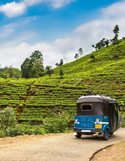 Een blauwe bus rijdt langs weelderige theeplantages in Sri Lanka