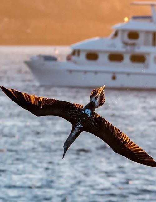 Zeevogel zweeft boven het water voor de kust van de Galapagoseilanden